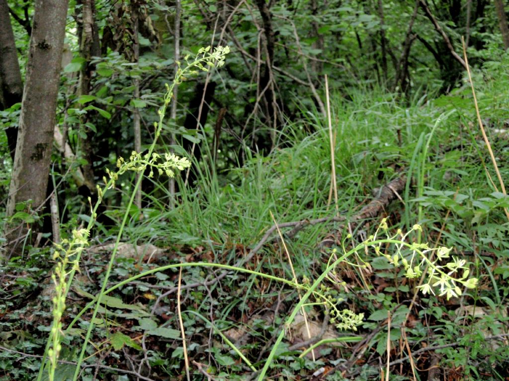 Loncomelos pyrenaicus / Latte di gallina a fiori giallastri